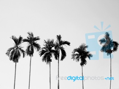 Coconut Palm Trees Stock Photo