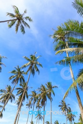 Coconut Palm Trees And Blue Sky Stock Photo