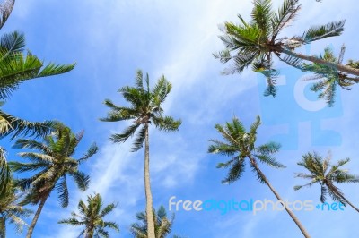 Coconut Palm Trees And Blue Sky Stock Photo