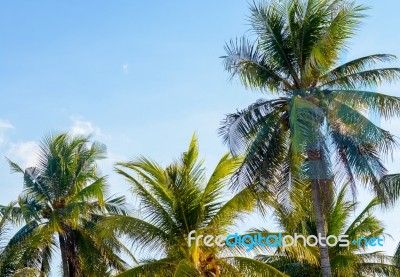 Coconut Palm Trees, Beautiful Tropical And Sky Background Stock Photo