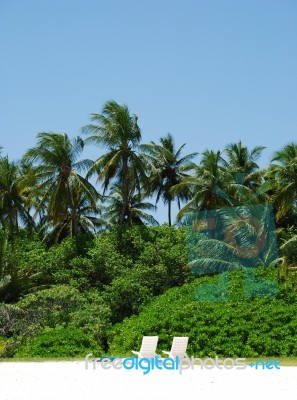 Coconut Palm Trees With White Chairs (honeymoon Concept) Stock Photo