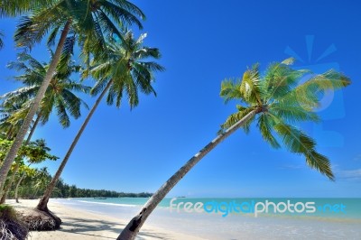 Coconut Palms Stock Photo