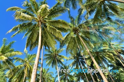 Coconut Palms Stock Photo