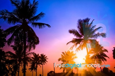 Coconut Palms Tree On Blue ,purple To Orange  Sky Background Stock Photo