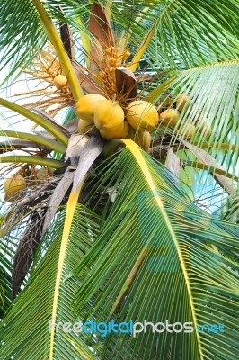 Coconut Tree Stock Photo