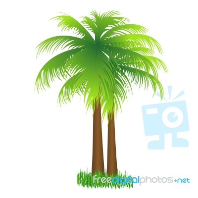 Coconut Tree Stock Image