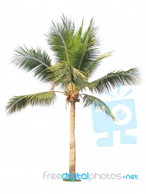 Coconut Tree Isolated On White Background Stock Photo