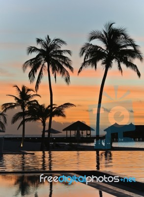 Coconut Tree Siluate Stock Photo