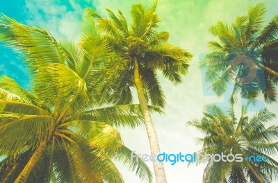 Coconut Tree Vintage Stock Photo