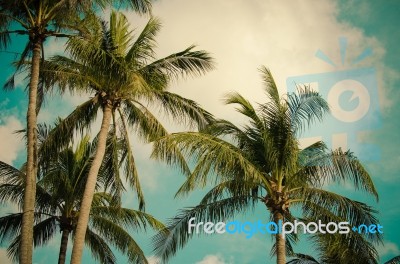 Coconut Tree Vintage Stock Photo