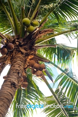 Coconut Tree With Fruits,leaves And White Sky Background Stock Photo