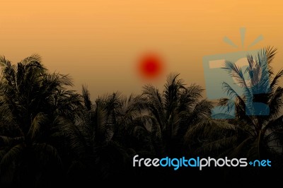 Coconut Tree With Shiny Evening Stock Photo