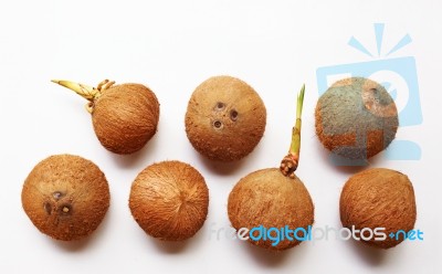 Coconuts On A White Background Stock Photo