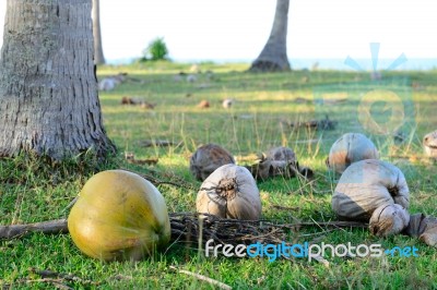 Coconuts under Coconut tree Stock Photo