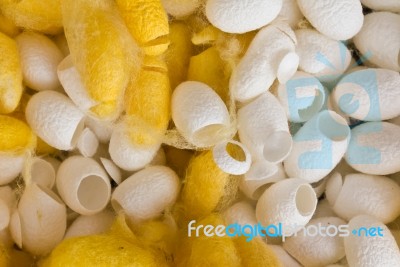 Cocoon Silkworm Stock Photo