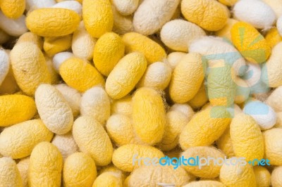 Cocoon Silkworm Stock Photo