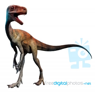 Coelophysis Stock Image