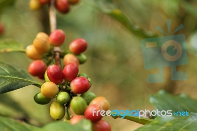 Coffee Beans Stock Photo