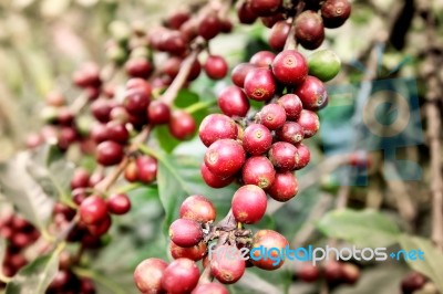 Coffee Beans Are Freshly Stock Photo