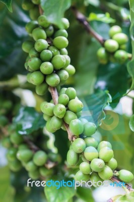 Coffee Beans Growing Stock Photo