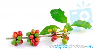 Coffee Beans Isolated On White Background Stock Photo