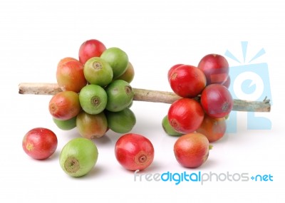 Coffee Beans Isolated On White Background Stock Photo