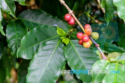 Coffee Berry Ripening Stock Photo