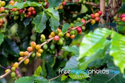 Coffee Berry Ripening Stock Photo