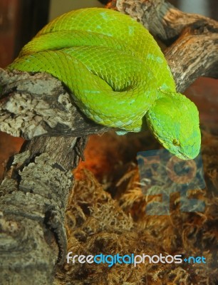 Coiled Green Viper On Tree Stock Photo