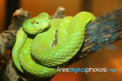 Coiled Green Viper On Tree Stock Photo