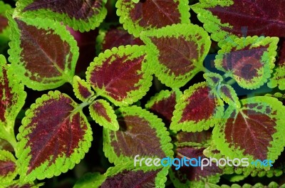 Coleus Stock Photo