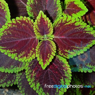 Coleus Stock Photo