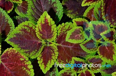 Coleus Stock Photo