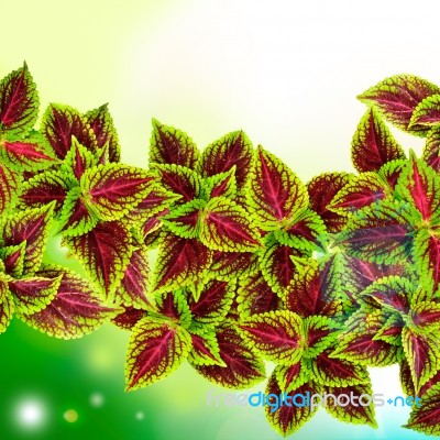 Coleus Leaves Background Stock Photo