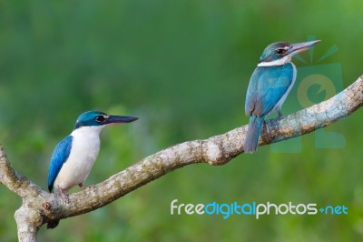 Collared Kingfisher Stock Photo