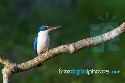 Collared Kingfisher Stock Photo