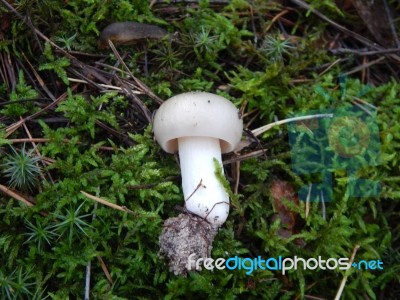 Collection And Preparation Of Autumn Edible Mushrooms  Stock Photo