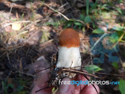 Collection And Preparation Of Autumn Edible Mushrooms  Stock Photo