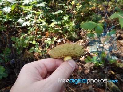 Collection And Preparation Of Autumn Edible Mushrooms  Stock Photo