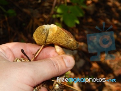 Collection And Preparation Of Autumn Edible Mushrooms  Stock Photo