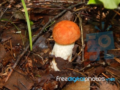 Collection And Preparation Of Autumn Edible Mushrooms  Stock Photo