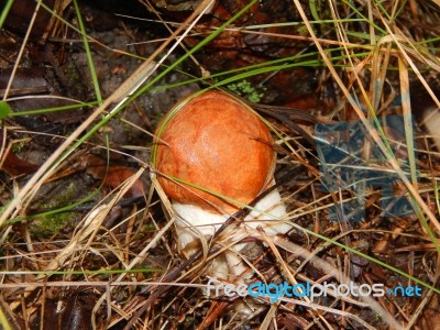 Collection And Preparation Of Autumn Edible Mushrooms  Stock Photo