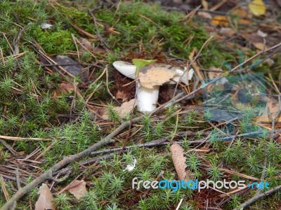 Collection And Preparation Of Autumn Edible Mushrooms  Stock Photo