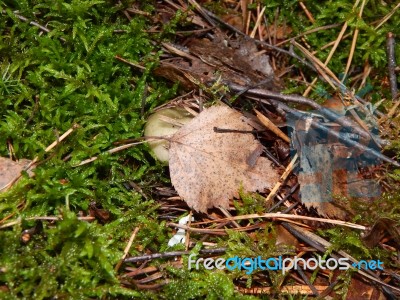 Collection And Preparation Of Autumn Edible Mushrooms  Stock Photo