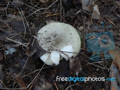 Collection And Preparation Of Autumn Edible Mushrooms  Stock Photo