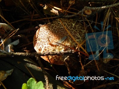 Collection And Preparation Of Autumn Edible Mushrooms  Stock Photo