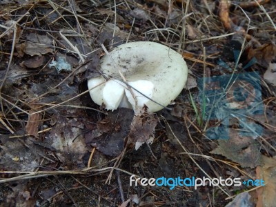 Collection And Preparation Of Autumn Edible Mushrooms  Stock Photo