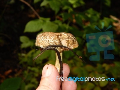 Collection And Preparation Of Autumn Edible Mushrooms  Stock Photo