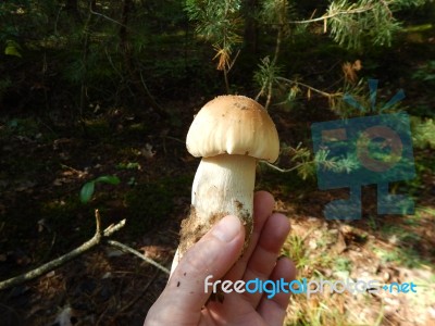 Collection And Preparation Of Autumn Edible Mushrooms  Stock Photo