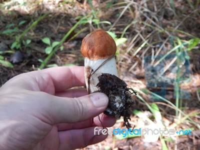 Collection And Preparation Of Autumn Edible Mushrooms  Stock Photo